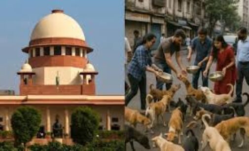 SC modifies stray dogs ruling; allows release from shelters after vaccination, but bans public feeding