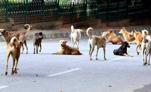 ଭୁବନେଶ୍ୱର ମହାନଗର ନିଗମ ଅଞ୍ଚଳରେ ୪୭ହଜାର ୧୨୬ ବୁଲା କୁକୁର