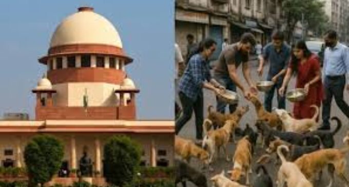 SC modifies stray dogs ruling; allows release from shelters after vaccination, but bans public feeding