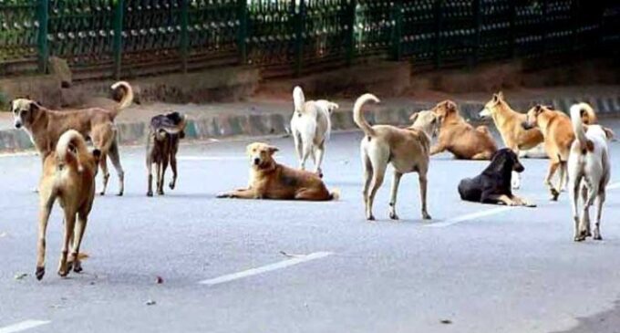 Plea on stray dogs mentioned in SC, CJI says he ‘will look into it’
