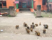 A young girl feeds monkeys at the Mahabinayak Temple in Jajpur district 