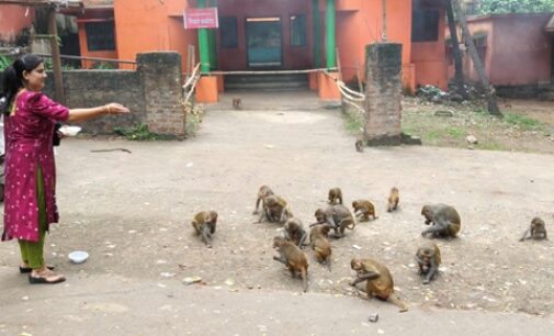 A young girl feeds monkeys at the Mahabinayak Temple in Jajpur district 