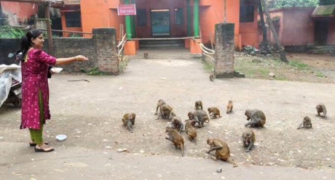 A young girl feeds monkeys at the Mahabinayak Temple in Jajpur district 