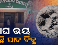ବଣାଇ ଅଞ୍ଚଳରେ ବୁଲୁଛି ବାଘ, ସ୍ଥାନୀୟ ଲୋକଙ୍କ ମନରେ କୋକୁଆ ଭୟ