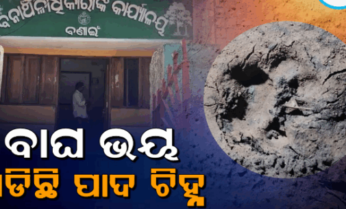 ବଣାଇ ଅଞ୍ଚଳରେ ବୁଲୁଛି ବାଘ, ସ୍ଥାନୀୟ ଲୋକଙ୍କ ମନରେ କୋକୁଆ ଭୟ