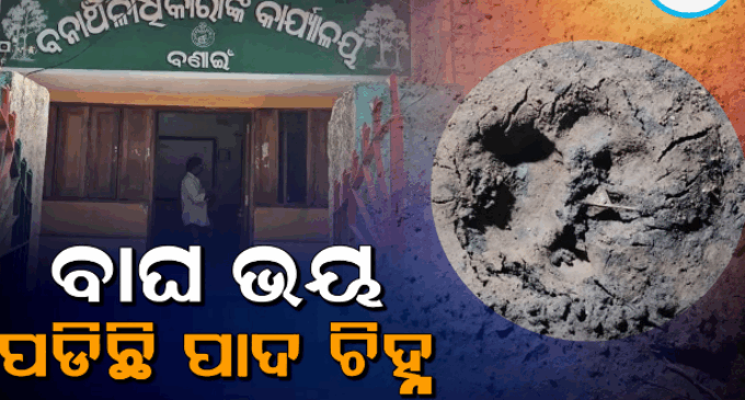ବଣାଇ ଅଞ୍ଚଳରେ ବୁଲୁଛି ବାଘ, ସ୍ଥାନୀୟ ଲୋକଙ୍କ ମନରେ କୋକୁଆ ଭୟ