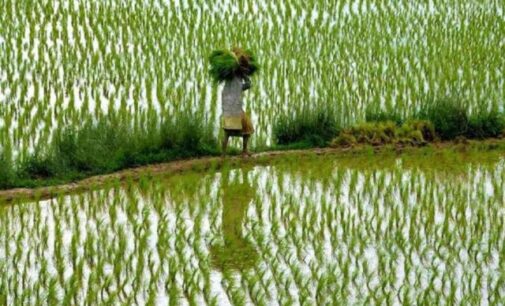 ୧୫୭ ସେବା ସମବାୟ ସମିତରୁ ୭୯ରେ ପହଞ୍ଚିଲା ସାର;ଅଧିକ ବର୍ଷା ଯୋଗୁଁ ମକା ଓ ହରଡ଼ ଚାଷ ପ୍ରଭାବିତ