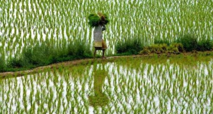 ୧୫୭ ସେବା ସମବାୟ ସମିତରୁ ୭୯ରେ ପହଞ୍ଚିଲା ସାର;ଅଧିକ ବର୍ଷା ଯୋଗୁଁ ମକା ଓ ହରଡ଼ ଚାଷ ପ୍ରଭାବିତ