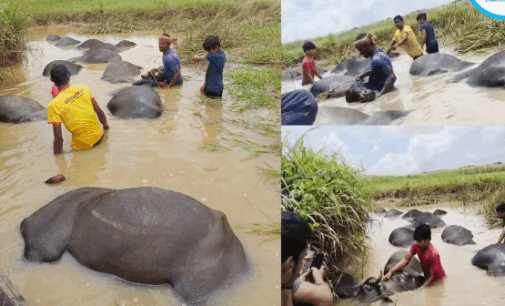 ନଦୀରେ ଭାସିଯାଇ ୭୩ଟି ମଇଁଷିଙ୍କ ମୃତ୍ୟୁ; ବିପୁଳ କ୍ଷତି ସହିଲେ ୩ଜଣ ଦୁଗ୍ଧଚାଷୀ