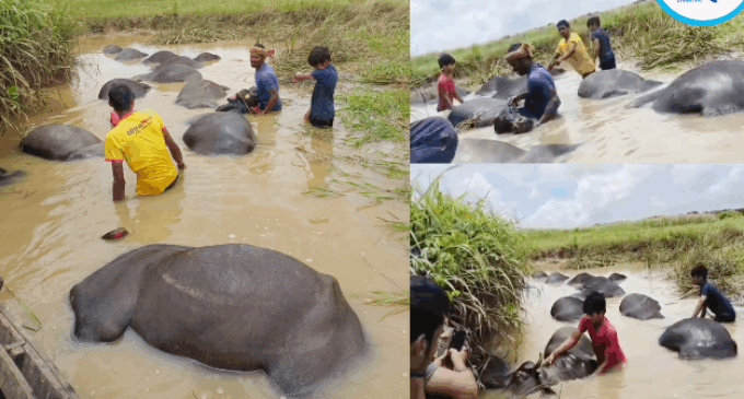 ନଦୀରେ ଭାସିଯାଇ ୭୩ଟି ମଇଁଷିଙ୍କ ମୃତ୍ୟୁ; ବିପୁଳ କ୍ଷତି ସହିଲେ ୩ଜଣ ଦୁଗ୍ଧଚାଷୀ