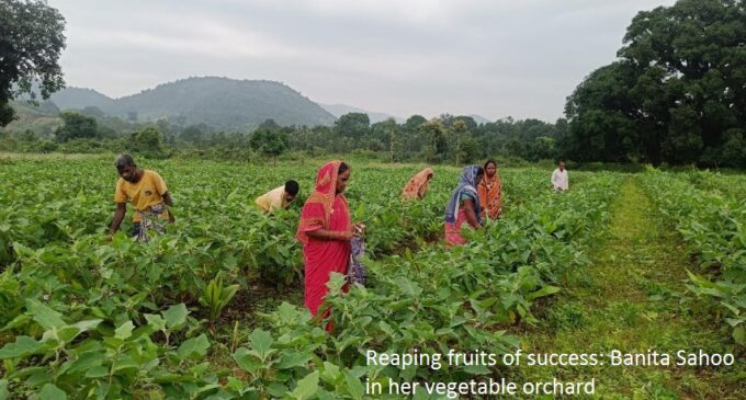 From Struggle to Success: How a woman farmer in Daringbadi earned lakhs from grafted brinjal cultivation