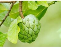 Farmers in Rayagada reel under distress sale of custard apple