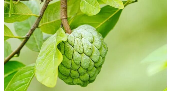 Farmers in Rayagada reel under distress sale of custard apple