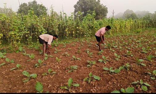ଦାଦନ ଯିବା ଛାଡି ଚାଷ କାର୍ଯ୍ୟ କଲେ ୪ ଭାଇ, କ୍ଷେତରେ ସୁନା ଫଳୁଛି; ମିଳିଛି ସଫଳତା
