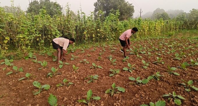 ଦାଦନ ଯିବା ଛାଡି ଚାଷ କାର୍ଯ୍ୟ କଲେ ୪ ଭାଇ, କ୍ଷେତରେ ସୁନା ଫଳୁଛି; ମିଳିଛି ସଫଳତା