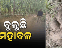 କରଞ୍ଜିଆ ବନଖଣ୍ଡରେ ମହାବଳ ବାଘ ଆତଙ୍କ, ଅଞ୍ଚଳରେ କୋକୁଆ ଭୟ ଖେଳିଯାଇଛି