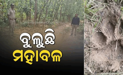 କରଞ୍ଜିଆ ବନଖଣ୍ଡରେ ମହାବଳ ବାଘ ଆତଙ୍କ, ଅଞ୍ଚଳରେ କୋକୁଆ ଭୟ ଖେଳିଯାଇଛି