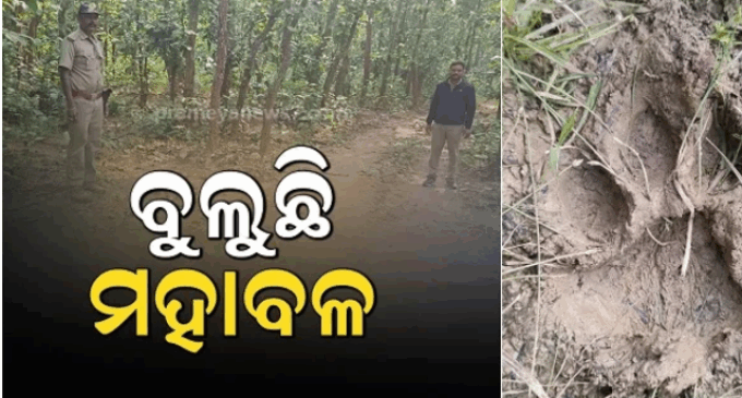 କରଞ୍ଜିଆ ବନଖଣ୍ଡରେ ମହାବଳ ବାଘ ଆତଙ୍କ, ଅଞ୍ଚଳରେ କୋକୁଆ ଭୟ ଖେଳିଯାଇଛି