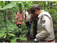 Tiger pugmarks spotted in Odisha’s Keonjhar forests, officials step up monitoring