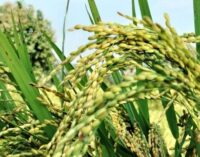 Odisha govt hikes paddy MSP by Rs 69 per quintal for Kharif 2025