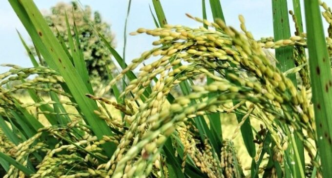 Odisha govt hikes paddy MSP by Rs 69 per quintal for Kharif 2025