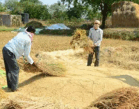 ଆସନ୍ତା ୨୦ରୁ ଆରମ୍ଭ ହେବ ଖରିଫ ଧାନ କିଣା