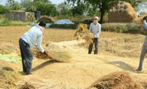 ଆସନ୍ତା ୨୦ରୁ ଆରମ୍ଭ ହେବ ଖରିଫ ଧାନ କିଣା