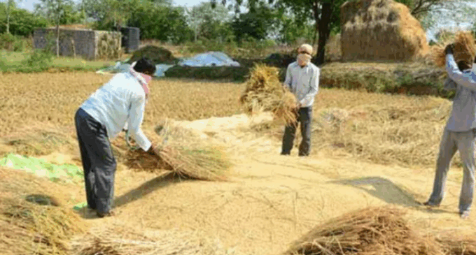 ଆସନ୍ତା ୨୦ରୁ ଆରମ୍ଭ ହେବ ଖରିଫ ଧାନ କିଣା