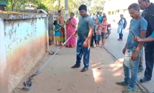 ବାଲିଗୁଡା : ବନ ବିଭାଗ କଲୋନୀ ପରିସରରୁ ସାପ ଉଦ୍ଧାର