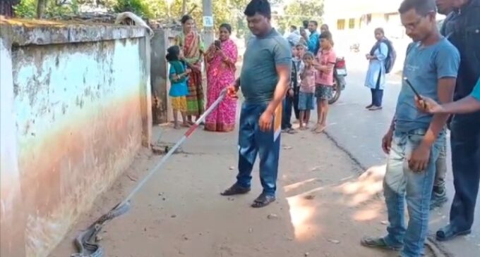 ବାଲିଗୁଡା : ବନ ବିଭାଗ କଲୋନୀ ପରିସରରୁ ସାପ ଉଦ୍ଧାର