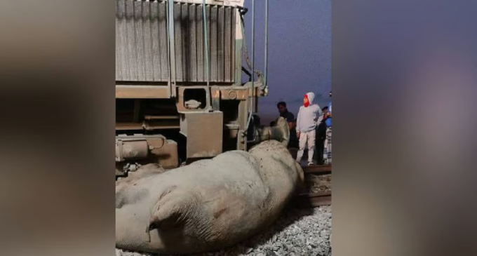 Five coaches, engine of Rajdhani Express derail after hitting elephant herd in Assam; seven jumbos dead