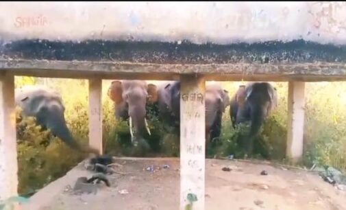 କୋଟଗଡ଼ ଅଭୟାରଣ୍ୟରେ ହାତୀ ଆତଙ୍କ: କପା,ମୁଗ,ବିରି ଫସଲ ନଷ୍ଟ