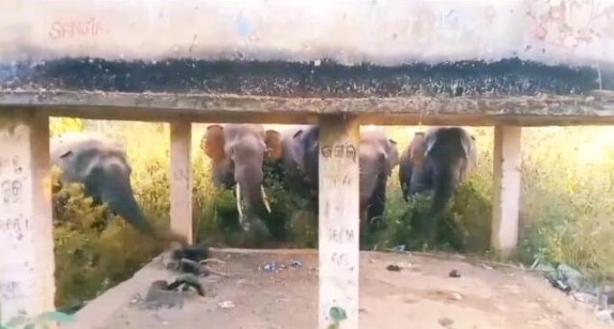 କୋଟଗଡ଼ ଅଭୟାରଣ୍ୟରେ ହାତୀ ଆତଙ୍କ: କପା,ମୁଗ,ବିରି ଫସଲ ନଷ୍ଟ