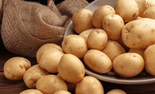 ସରକାରଙ୍କ ଆଳୁ ମିଶନ ଫେଲ : ଚାଷୀଙ୍କୁ ମିଳୁନି ବିହନ ଆଳୁ, ବିକ୍ରୀ ହେଉଛି ବଜାରରେ