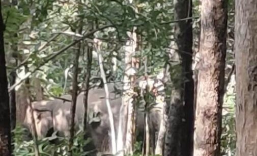 ତୁମୁଡ଼ିବନ୍ଧ ଓ ବେଲଘର ବନାଞ୍ଚଳରେ ୨୦ ରୁ ଉର୍ଦ୍ଧ୍ୱ ହାତୀ ଙ୍କ ଆତଙ୍କରାଜ: ଅଞ୍ଚଳ ରେ କୋକୁଆ ଭୟ