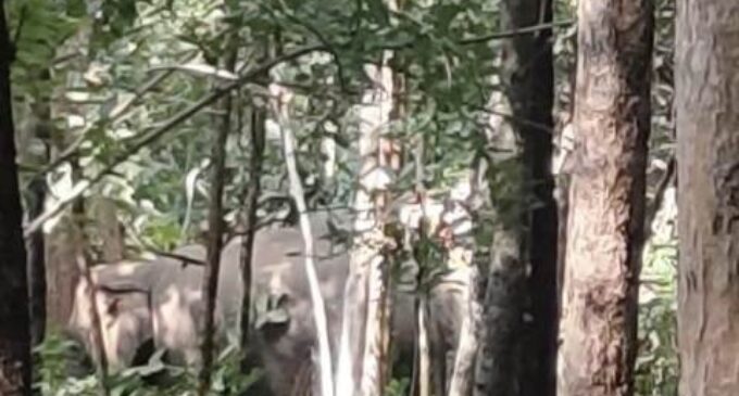 ତୁମୁଡ଼ିବନ୍ଧ ଓ ବେଲଘର ବନାଞ୍ଚଳରେ ୨୦ ରୁ ଉର୍ଦ୍ଧ୍ୱ ହାତୀ ଙ୍କ ଆତଙ୍କରାଜ: ଅଞ୍ଚଳ ରେ କୋକୁଆ ଭୟ