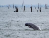 Annual dolphin census begins in Odisha’s Chilika Lake
