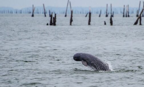 Annual dolphin census begins in Odisha’s Chilika Lake