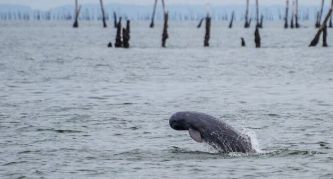 Annual dolphin census begins in Odisha’s Chilika Lake