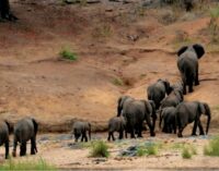 ହାତୀପଲଙ୍କୁ ଜଗିବ ଏଆଇ ଟାୱାର। ହାତୀ ରେଳ ଦୁର୍ଘଟଣା ରୋକିବାକୁ ବଡ଼ ପଦକ୍ଷେପ