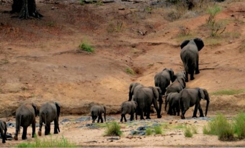 ହାତୀପଲଙ୍କୁ ଜଗିବ ଏଆଇ ଟାୱାର। ହାତୀ ରେଳ ଦୁର୍ଘଟଣା ରୋକିବାକୁ ବଡ଼ ପଦକ୍ଷେପ