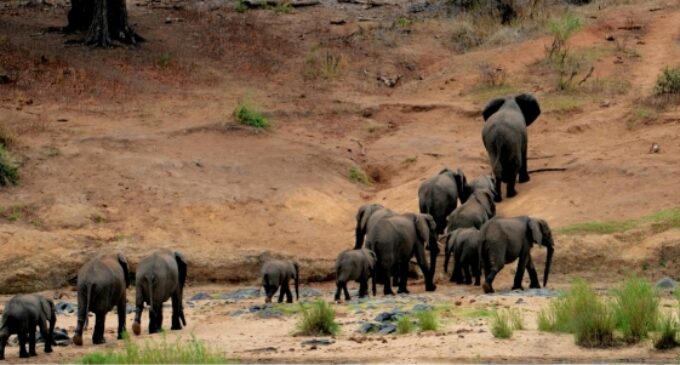 ହାତୀପଲଙ୍କୁ ଜଗିବ ଏଆଇ ଟାୱାର। ହାତୀ ରେଳ ଦୁର୍ଘଟଣା ରୋକିବାକୁ ବଡ଼ ପଦକ୍ଷେପ