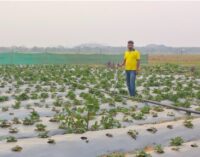From Engineer to Agri-Innovator: How Tata Steel Foundation Fueled Bhagirathi Swain’s Strawberry Journey in Sukinda
