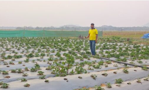 From Engineer to Agri-Innovator: How Tata Steel Foundation Fueled Bhagirathi Swain’s Strawberry Journey in Sukinda