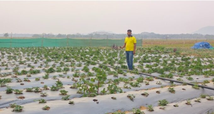 From Engineer to Agri-Innovator: How Tata Steel Foundation Fueled Bhagirathi Swain’s Strawberry Journey in Sukinda