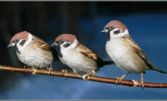 ଶୁଭୁନି ଆଉ କିଚିରିମିଚିରି ଶବ୍ଦ; ଲୋପ ପାଇଲାଣି ଘର ଚଟିଆ ବଂଶ