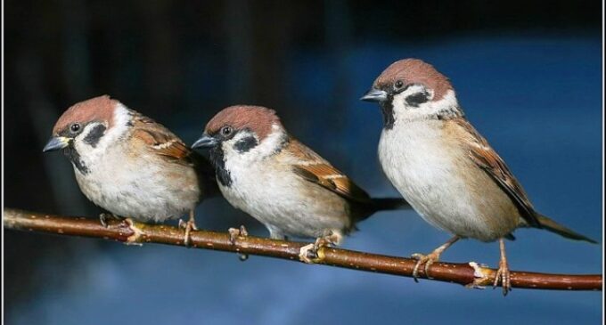 ଶୁଭୁନି ଆଉ କିଚିରିମିଚିରି ଶବ୍ଦ; ଲୋପ ପାଇଲାଣି ଘର ଚଟିଆ ବଂଶ