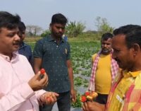 ନୟାଗଡ: କ୍ଷେତରେ ଫଳାଉଥିଲେ ସୁନାର ଫସଲ