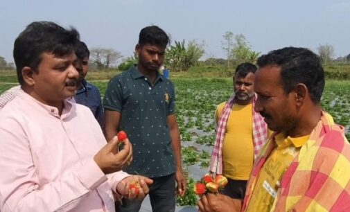 ନୟାଗଡ: କ୍ଷେତରେ ଫଳାଉଥିଲେ ସୁନାର ଫସଲ