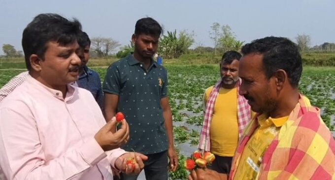 ନୟାଗଡ: କ୍ଷେତରେ ଫଳାଉଥିଲେ ସୁନାର ଫସଲ